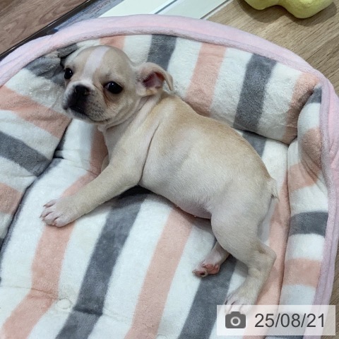フレンチ・ブルドッグの写真