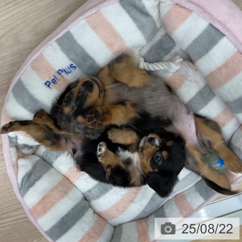 キャバリア・キングチャールズ・スパニエルの写真