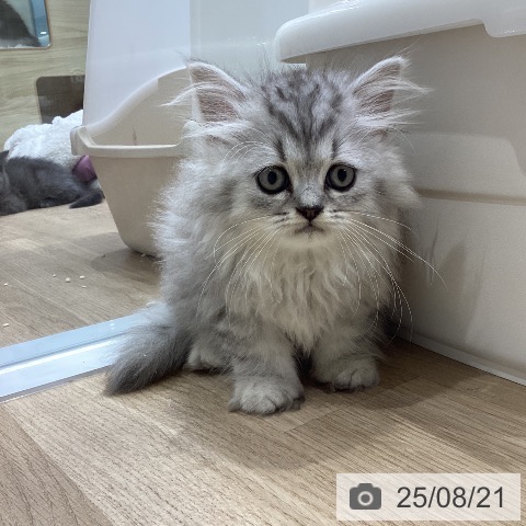 ペルシャの写真