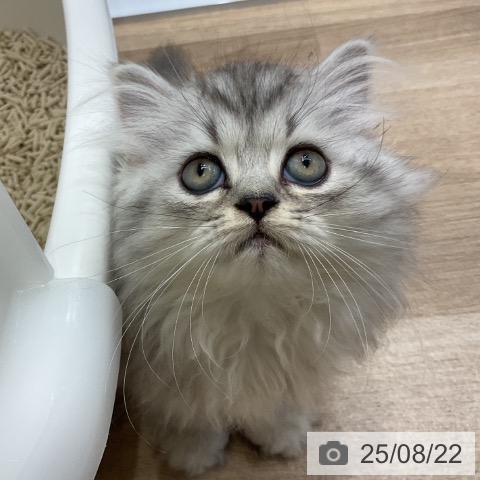 ペルシャの写真