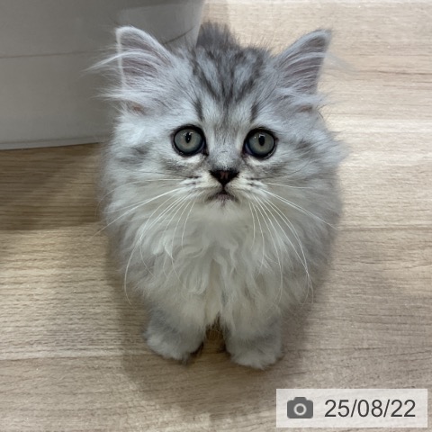 ペルシャの写真