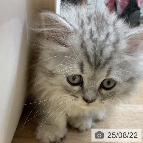 ペルシャの写真