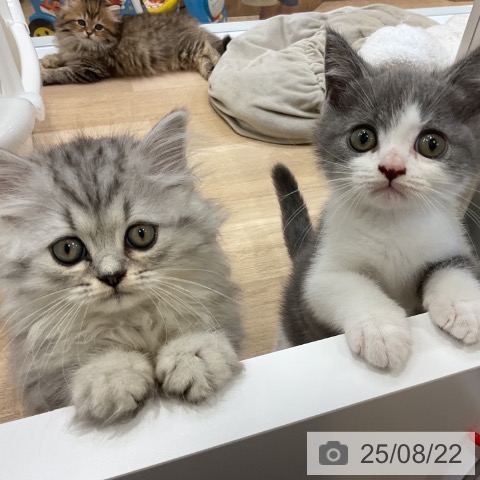 ペルシャの写真