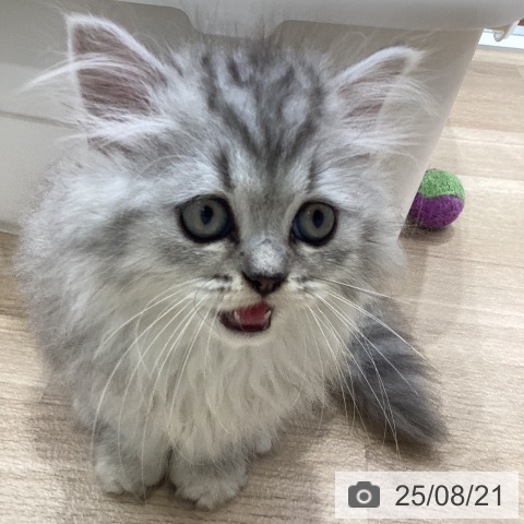 ペルシャの写真