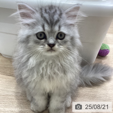 ペルシャの写真