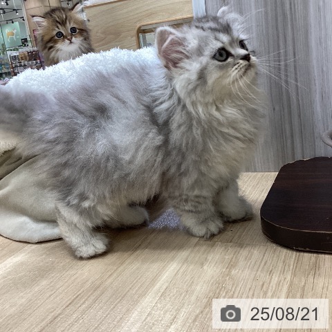ペルシャの写真