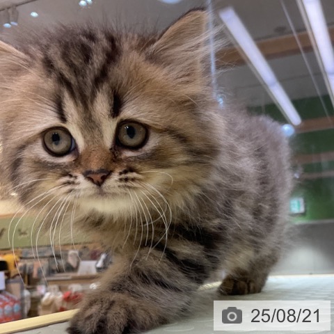 ペルシャの写真