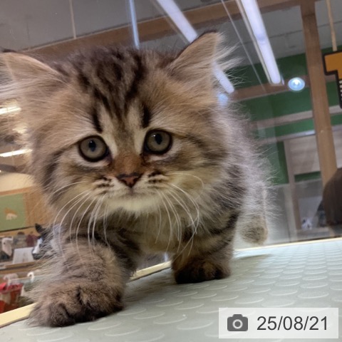 ペルシャの写真