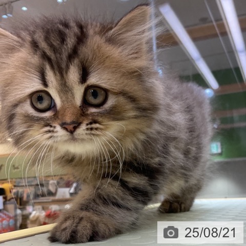 ペルシャの写真