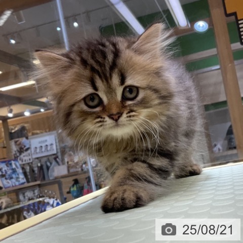 ペルシャの写真