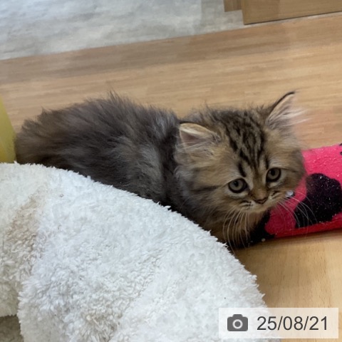 ペルシャの写真