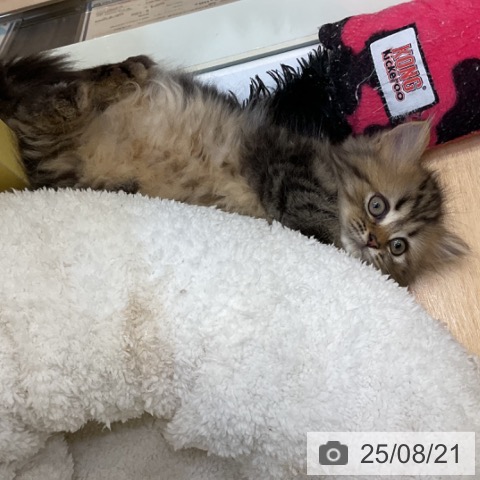 ペルシャの写真