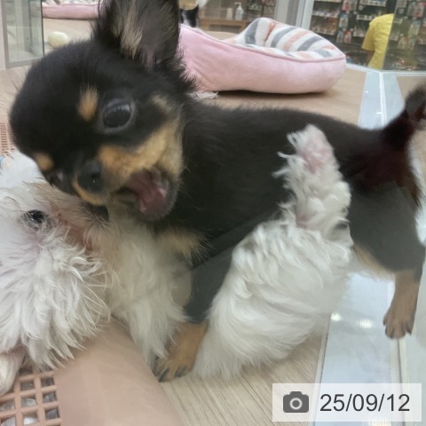 チワワの写真