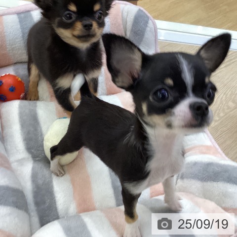 チワワの写真