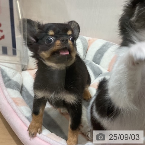 チワワの写真
