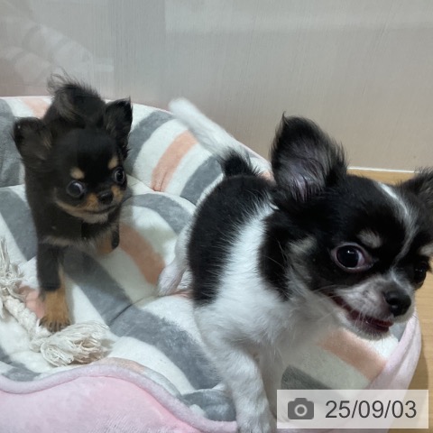 チワワの写真
