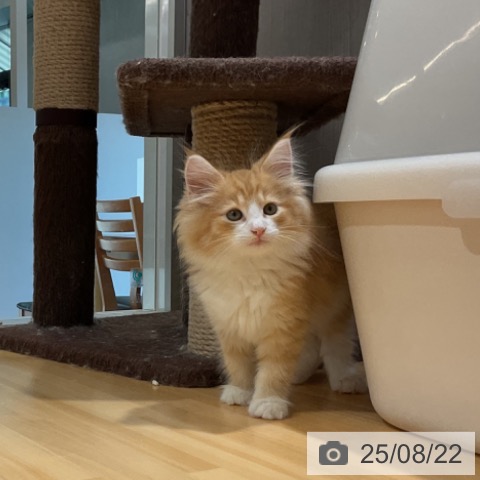 ノルウェージャンフォレストキャットの写真