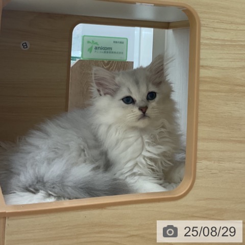 ペルシャの写真