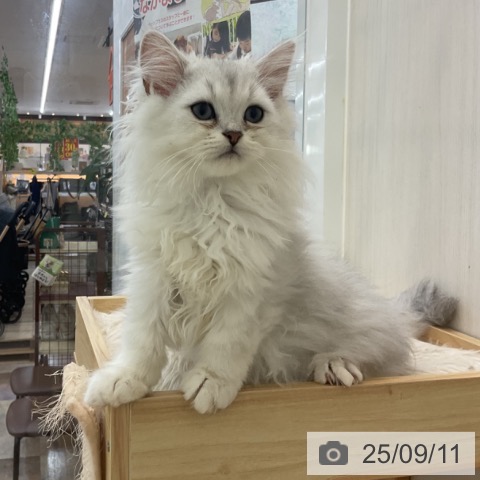 ペルシャの写真