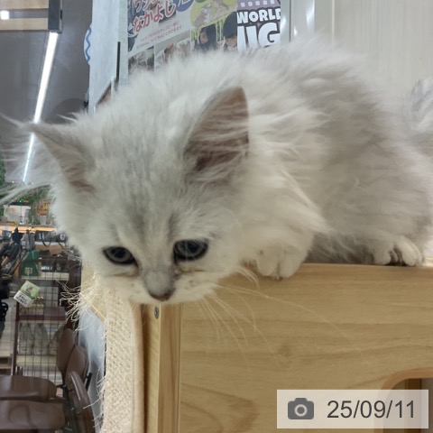 ペルシャの写真
