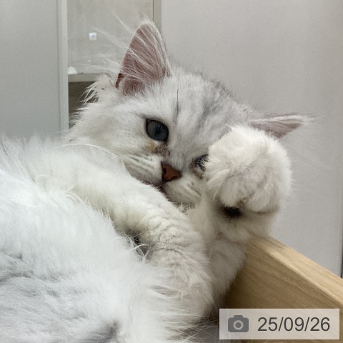 ペルシャの写真