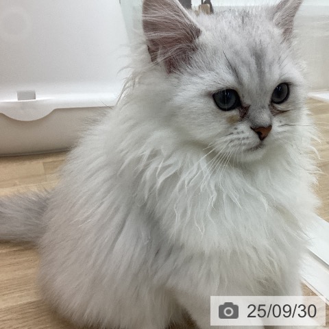 ペルシャの写真