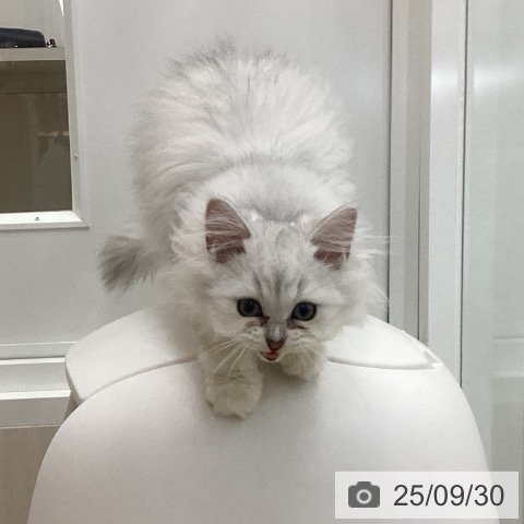 ペルシャの写真