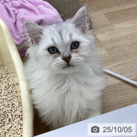 ペルシャの写真