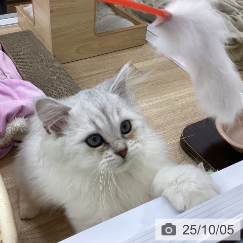 ペルシャの写真