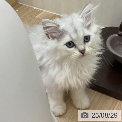 ペルシャの写真