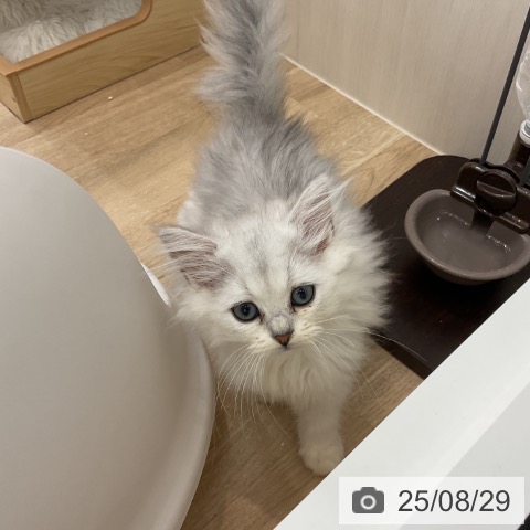 ペルシャの写真