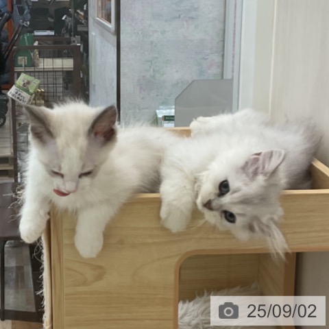 ペルシャの写真