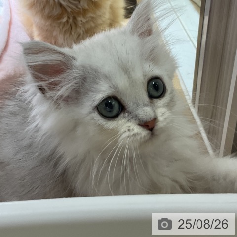 ペルシャの写真