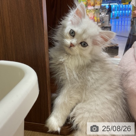 ペルシャの写真