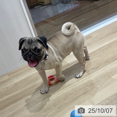 パグの写真