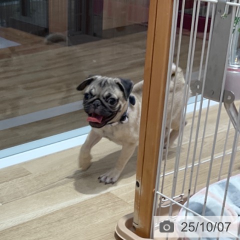 パグの写真