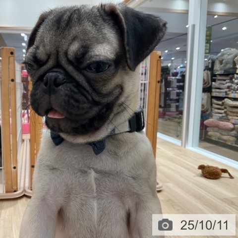 パグの写真