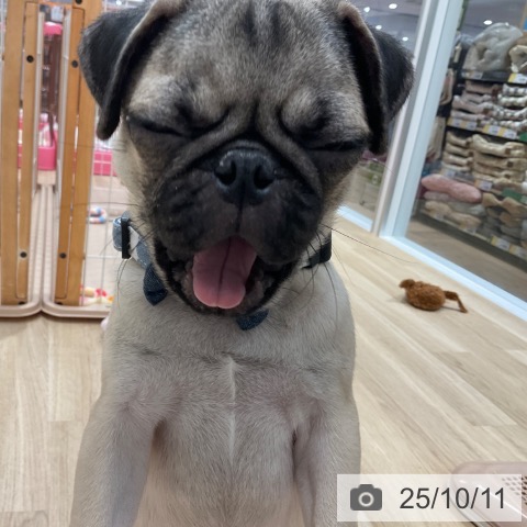 パグの写真