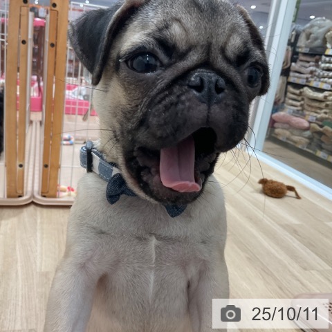 パグの写真