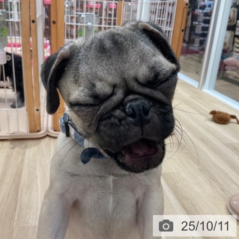 パグの写真
