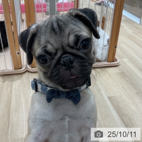 パグの写真