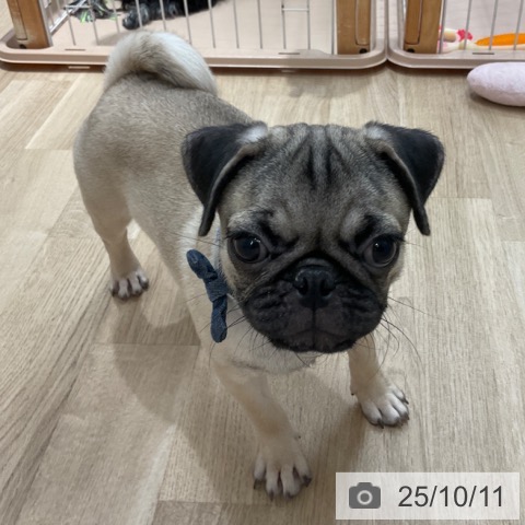 パグの写真