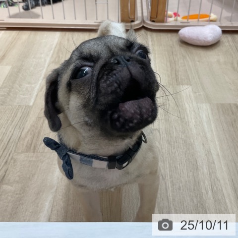パグの写真
