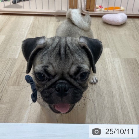 パグの写真