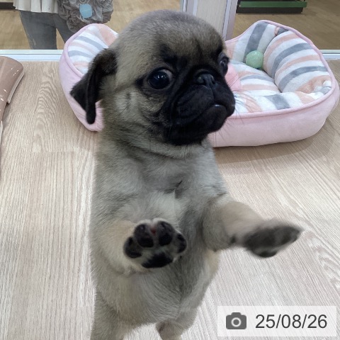 パグの写真
