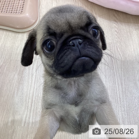 パグの写真
