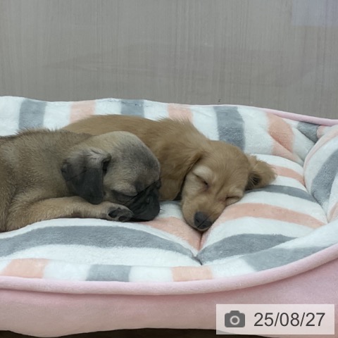 パグの写真