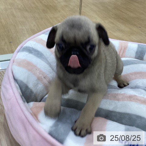 パグの写真