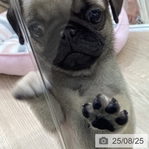 パグの写真