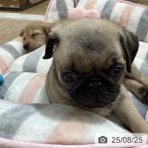 パグの写真